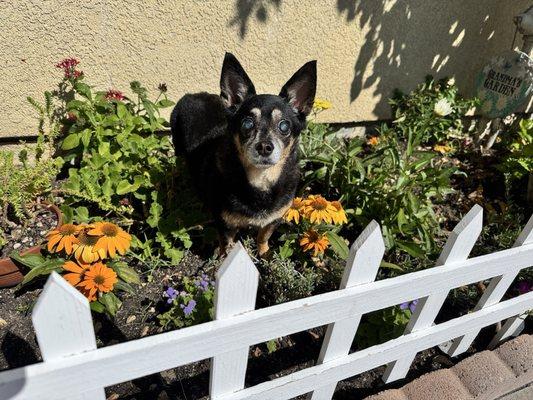 Portola Plaza Veterinary Hospital