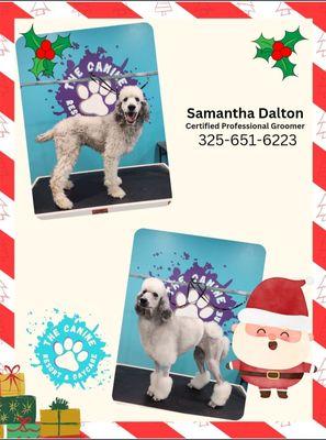 Standard Poodle Transformation