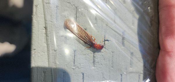 Stellar Home Inspection