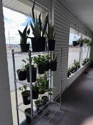 PJ's Plants and Nutrition - Garden Supply