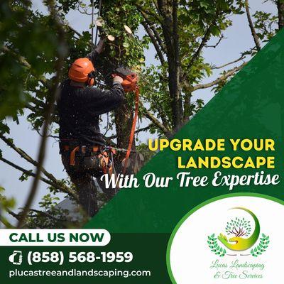 Lucas Landscaping & Tree Services