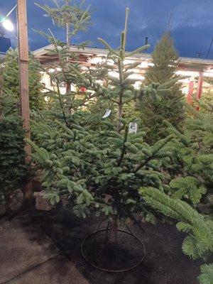 Youngstock's Nursery & Produce