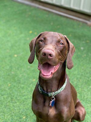 Happy pup! Fargo at doggie daycare.