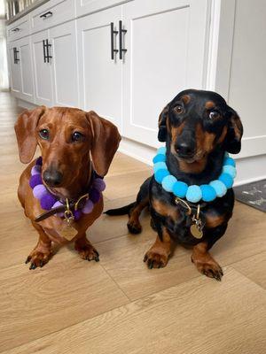 My two pups after getting groomed by Brie! Thank you Brie!!!
