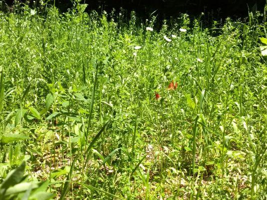 Arcadia Dunes Nature Preserve
