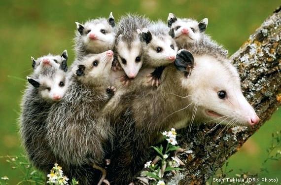 All Animal Removal & Control