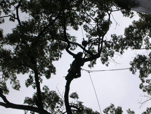 Moosewood Tree Service