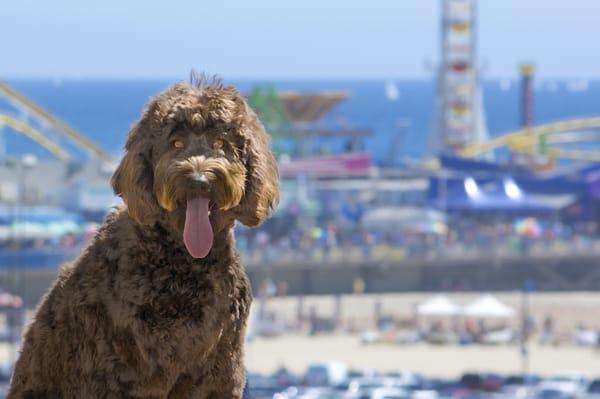 Photo shoot in Santa Monica. You're looking at Miss September of Doodle Kisses' 2015 calendar (both the model and the photo)!