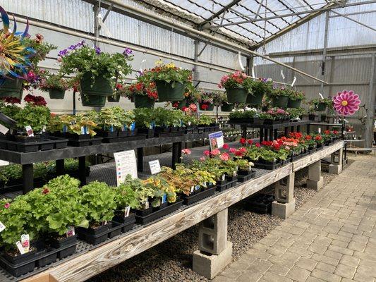 Geraniums and hanging baskets in spring