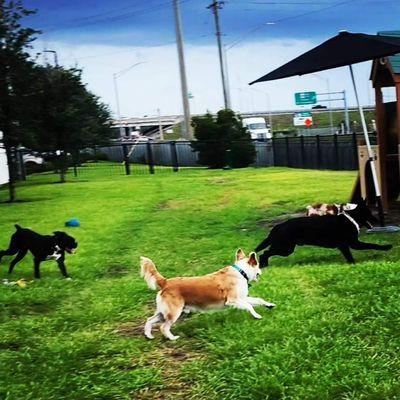 Bark And Play Pet Care