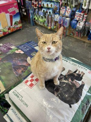El Rancho Feed store