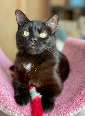 We adopted Binx from RappCats.