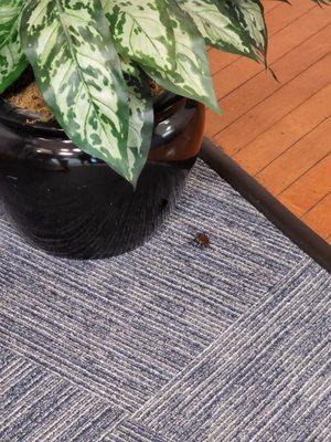 Austin Family Allergy and Asthma