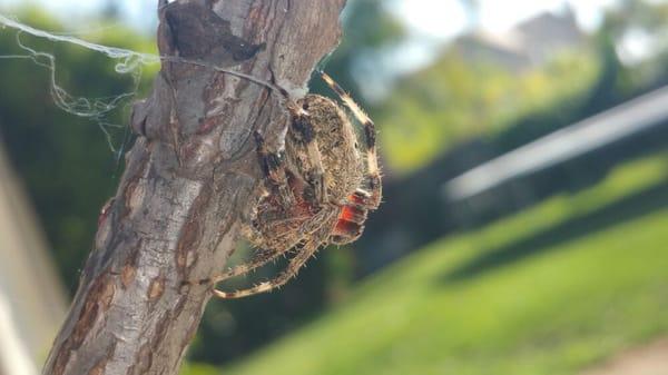 Orb weaver spider