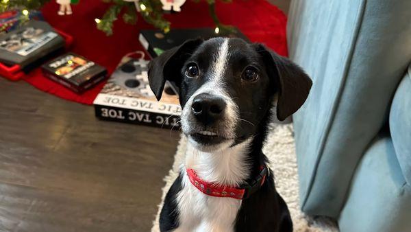 Paws Deep Animal Rescue