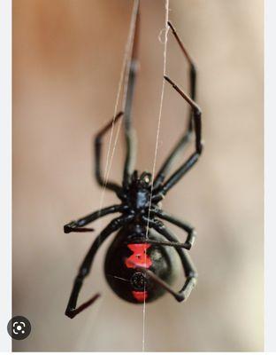 Essential Pest Control