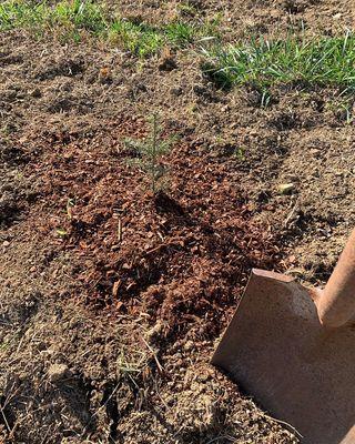 Cissell Christmas Tree Farm