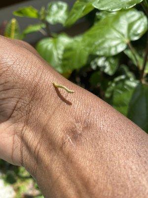 Violet Cury Preserve