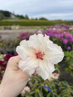 Oregon Rhododendrons