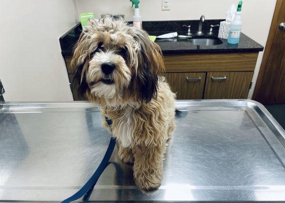 Countryside Veterinary Clinic