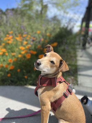 Rivera’s Paw Academy