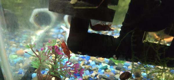 cabin aquatics the aqua house