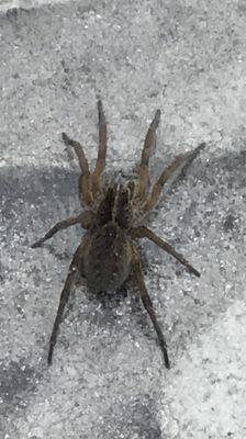 World Class Pest Solutions