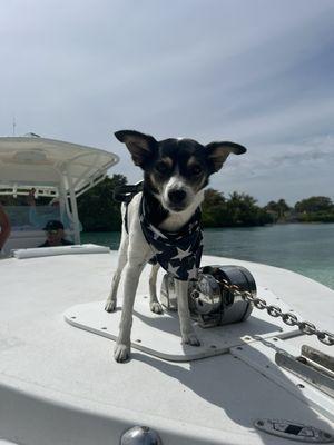 Jeffersonville Animal Hospital