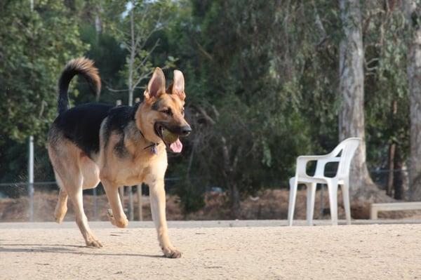 Happy Picnic Dog Walkers & Pet Sitters