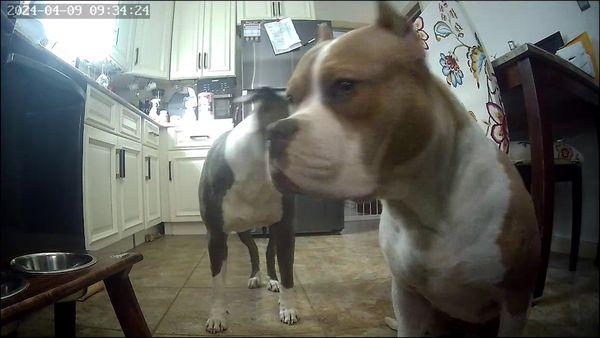 My pups blaze and pheonix