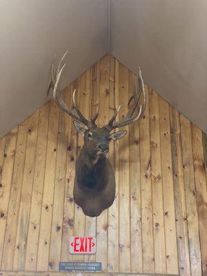 Elk mount