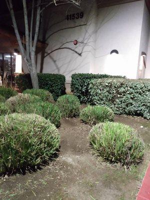 Commercial Bushes trimmed..