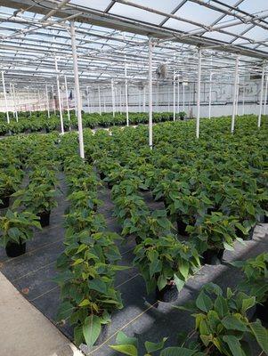 Growing Poinsettias for Christmas