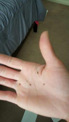 Mission West Apartments