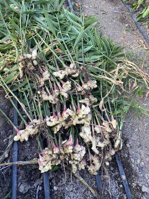 Deerfield Farmers Market