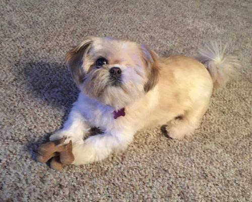 Paws & Claws Dog Grooming