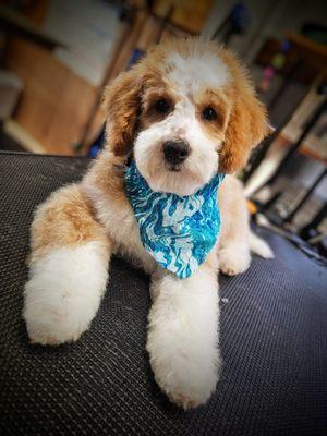 MA N Paws Pet Parlor