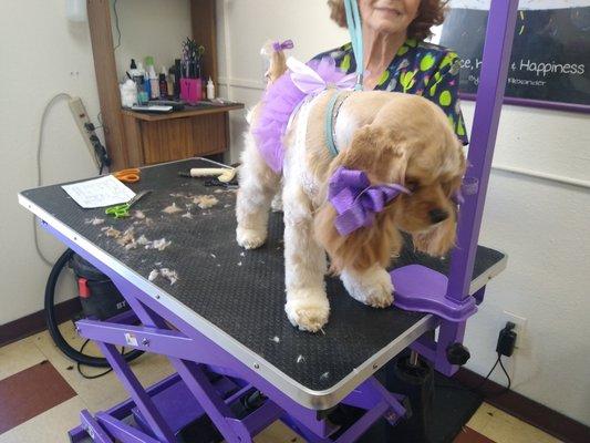 All Pooches Grooming Garage