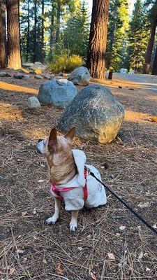 Fallen Leaf Campground