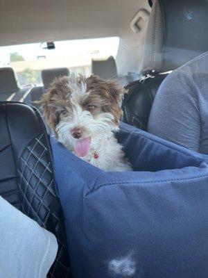 Copper Mountain Animal Hospital