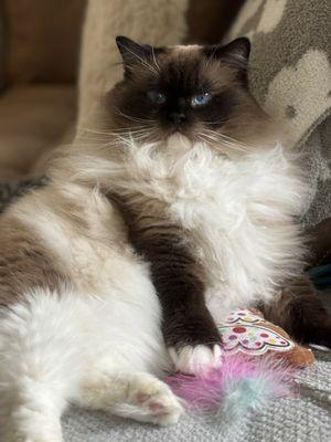 Whiskers and Tails Pet Sitting