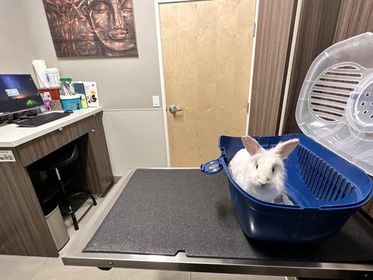 Companion Animal Wellness Center