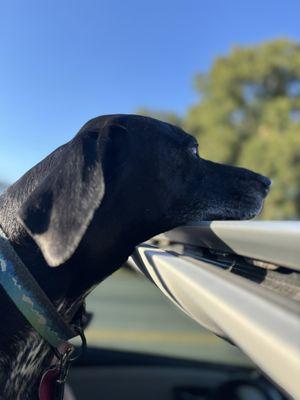 Animal Emergency Center of Killeen