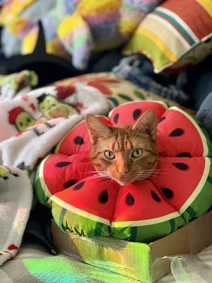 Animal Dermatology Center