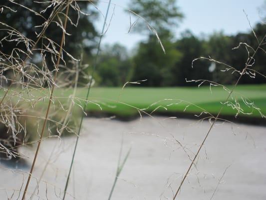 Looking through some heather toward one of the greens at Whispering Pines Golf Club.