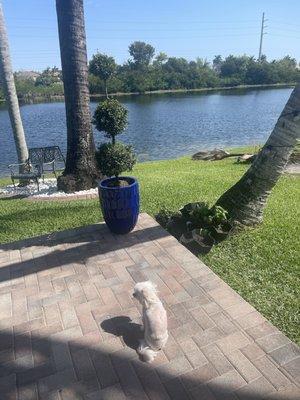 T & C Trimming and Cutting