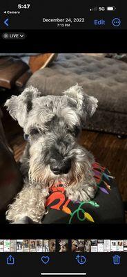 Dot's Spot Pet Grooming