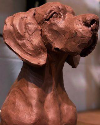American Great Dane study-Clay