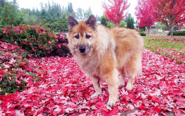 Bliss Animal Eye Care