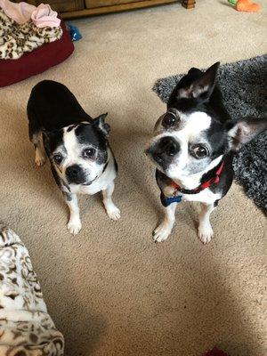 Seattle Purebred Dog Rescue